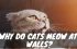 Why Do Cats Meow at Walls? (Walls and Wails)