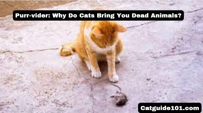 Purr-vider: Why Do Cats Bring You Dead Animals? | Cat Guide 101