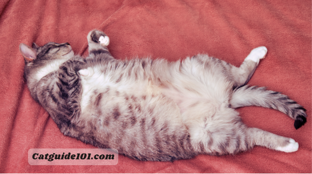 why-do-cats-lay-on-their-backs-belly-up-cat-guide-101